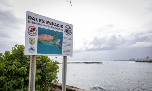 Рассказы агентства Natural Resources об «ужасном преступлении» черепахи-ястребов, обнаруженной безжизненной в Гуаяме
