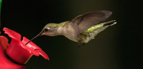 Рецепт домашнего нектара колибри
