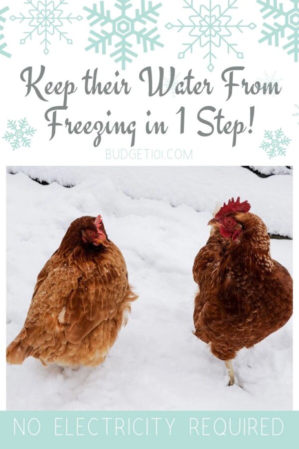 Как защитить воду для цыплят от замерзания