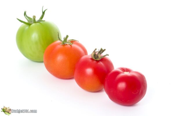 Советы по созреванию томатов