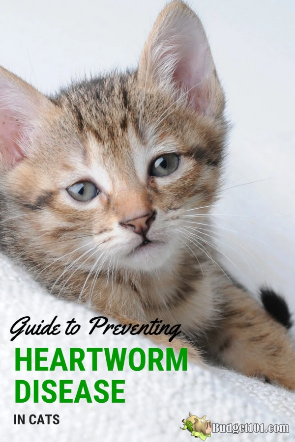 Как предотвратить заболевание сердечными червями у кошек