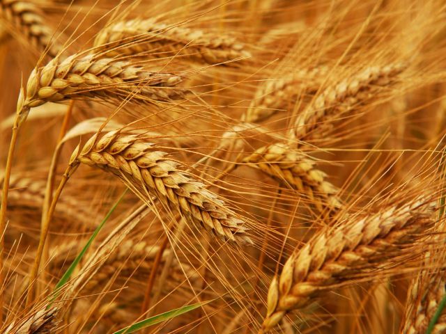 Основные преимущества использования посредников в перепродаже пшеницы